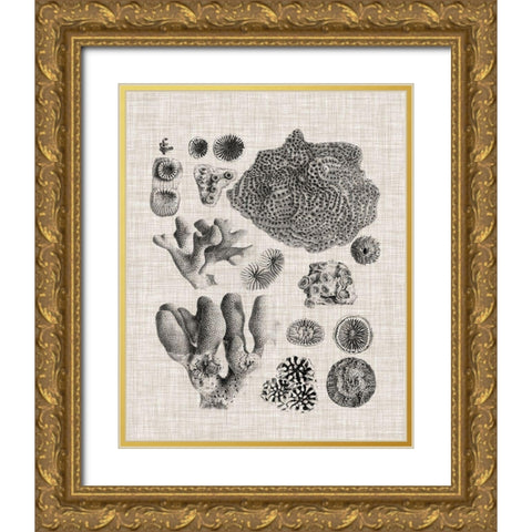 Coral Specimen II Gold Ornate Wood Framed Art Print with Double Matting by Vision Studio