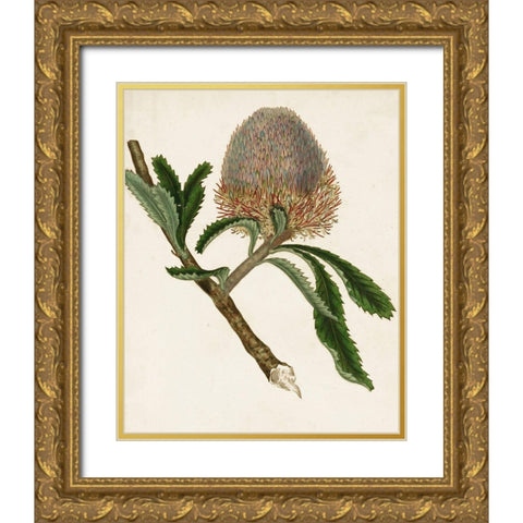 Antique Protea I Gold Ornate Wood Framed Art Print with Double Matting by Unknown