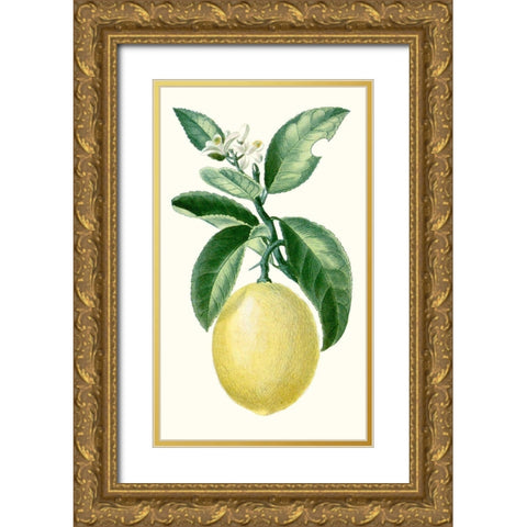 Turpin Fruit I Gold Ornate Wood Framed Art Print with Double Matting by Turpin