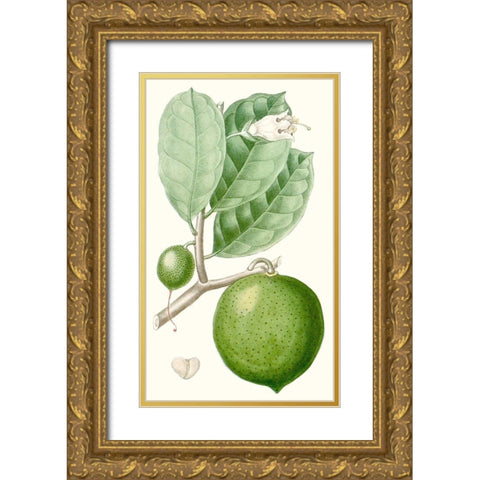 Turpin Fruit III Gold Ornate Wood Framed Art Print with Double Matting by Turpin