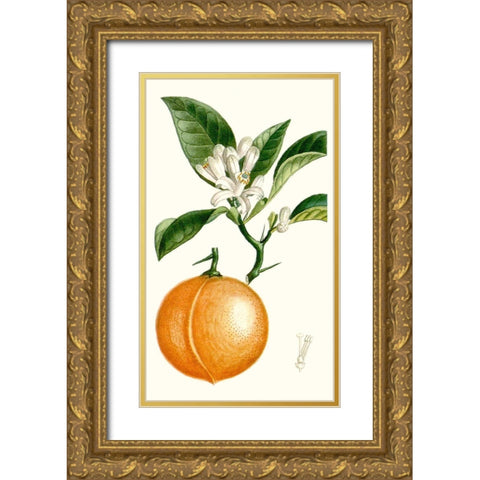 Turpin Fruit IV Gold Ornate Wood Framed Art Print with Double Matting by Turpin
