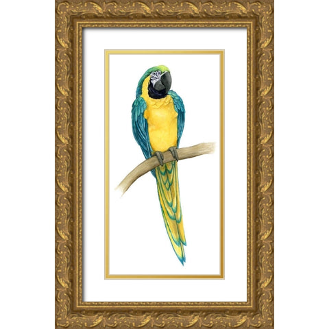 Teal Macaw II Gold Ornate Wood Framed Art Print with Double Matting by Popp, Grace