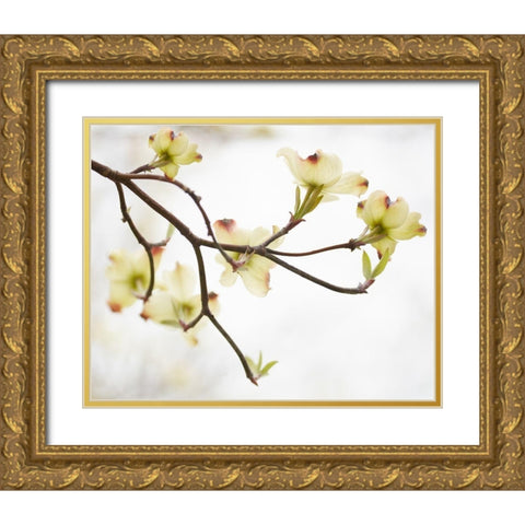 Dogwood Detail I Gold Ornate Wood Framed Art Print with Double Matting by McLoughlin, James