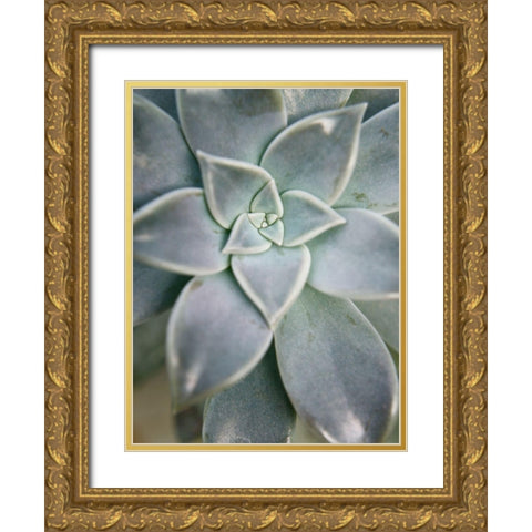 Hanging Garden Succulent I Gold Ornate Wood Framed Art Print with Double Matting by Johnson, Jason