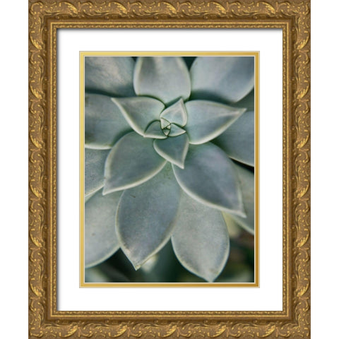 Hanging Garden Succulent II Gold Ornate Wood Framed Art Print with Double Matting by Johnson, Jason