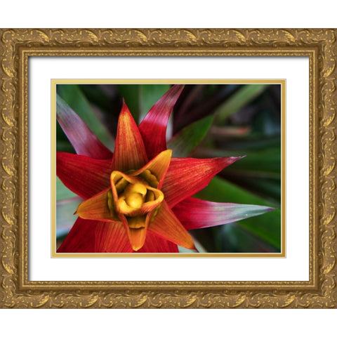 Bromeliad Burst II Gold Ornate Wood Framed Art Print with Double Matting by Johnson, Jason