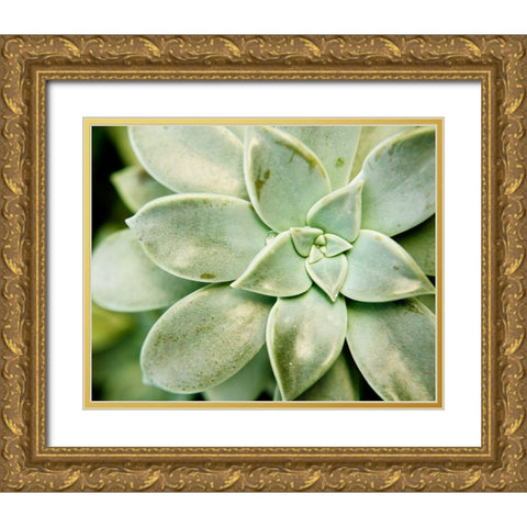 Spring Succulent II Gold Ornate Wood Framed Art Print with Double Matting by Johnson, Jason