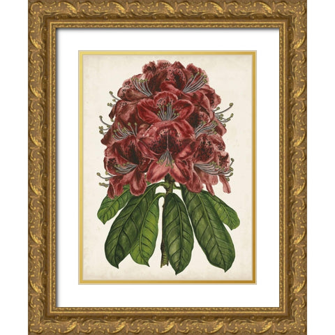 Rhododendron Study II Gold Ornate Wood Framed Art Print with Double Matting by Wang, Melissa