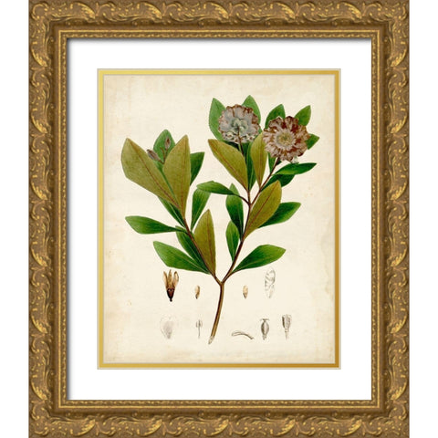 Verdant Foliage V Gold Ornate Wood Framed Art Print with Double Matting by Vision Studio