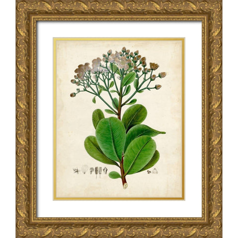 Verdant Foliage VIII Gold Ornate Wood Framed Art Print with Double Matting by Vision Studio