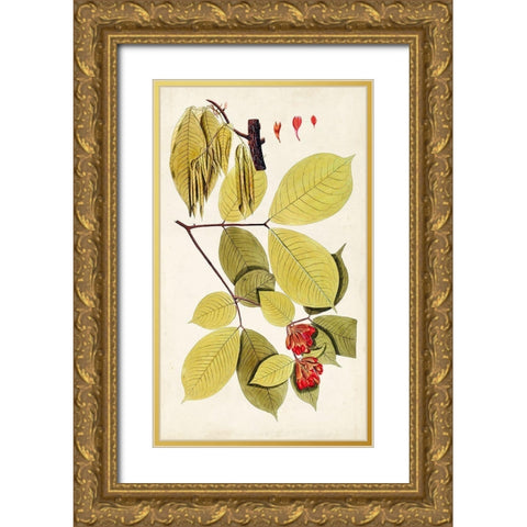Leaf Varieties II Gold Ornate Wood Framed Art Print with Double Matting by Vision Studio