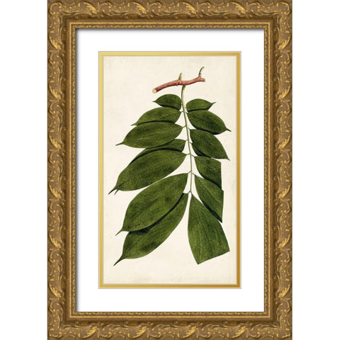 Leaf Varieties III Gold Ornate Wood Framed Art Print with Double Matting by Vision Studio