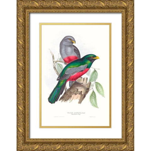 Tropical Trogons III Gold Ornate Wood Framed Art Print with Double Matting by Gould, John
