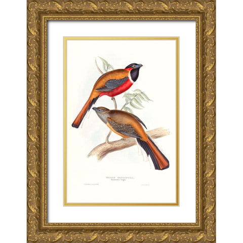 Tropical Trogons IV Gold Ornate Wood Framed Art Print with Double Matting by Gould, John