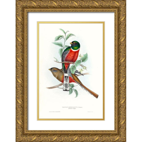 Tropical Trogons V Gold Ornate Wood Framed Art Print with Double Matting by Gould, John