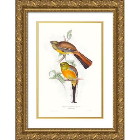 Tropical Trogons VI Gold Ornate Wood Framed Art Print with Double Matting by Gould, John