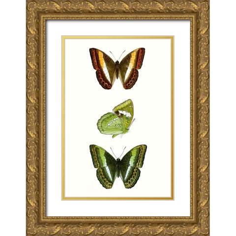 Butterfly Specimen III Gold Ornate Wood Framed Art Print with Double Matting by Vision Studio