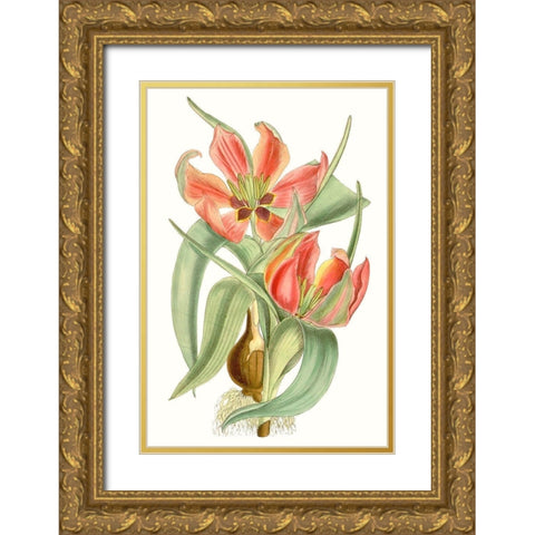 Curtis Tulips I Gold Ornate Wood Framed Art Print with Double Matting by Curtis