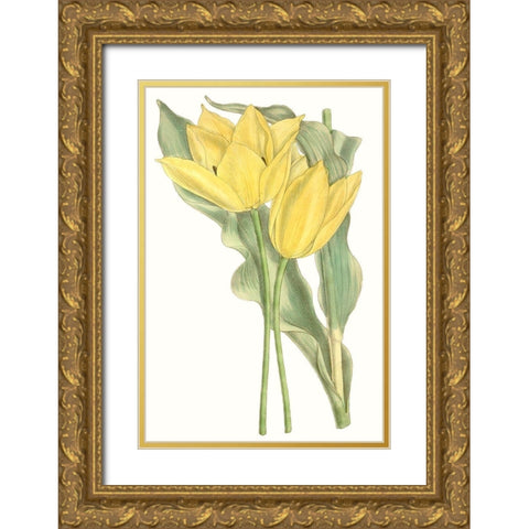 Curtis Tulips II Gold Ornate Wood Framed Art Print with Double Matting by Curtis