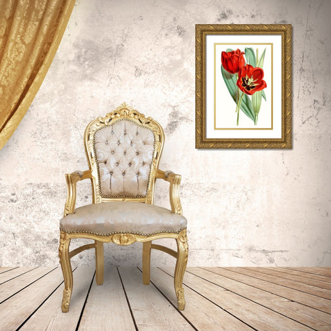 Curtis Tulips V Gold Ornate Wood Framed Art Print with Double Matting by Curtis