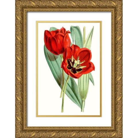 Curtis Tulips V Gold Ornate Wood Framed Art Print with Double Matting by Curtis