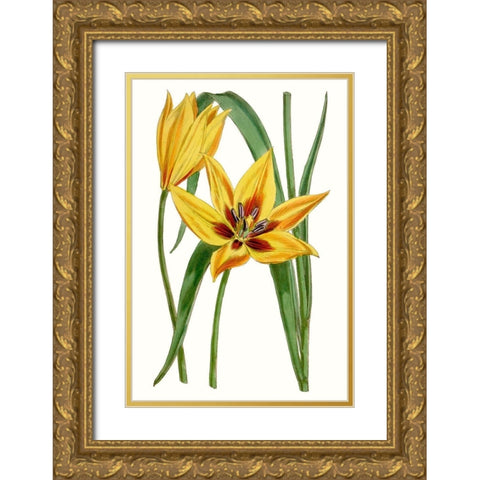 Curtis Tulips VI Gold Ornate Wood Framed Art Print with Double Matting by Curtis