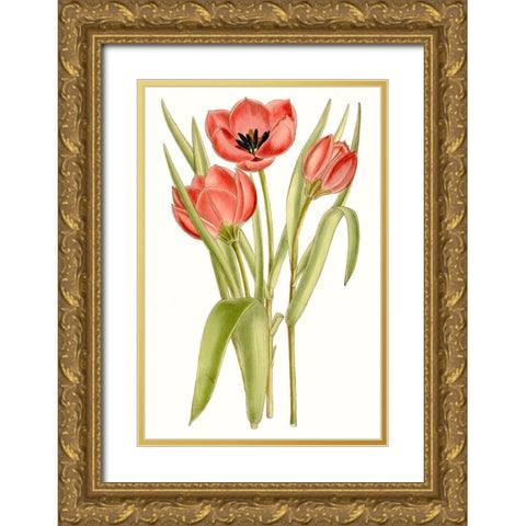 Curtis Tulips VII Gold Ornate Wood Framed Art Print with Double Matting by Curtis