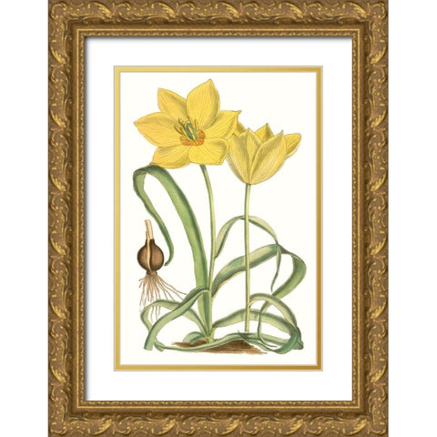 Curtis Tulips VIII Gold Ornate Wood Framed Art Print with Double Matting by Curtis