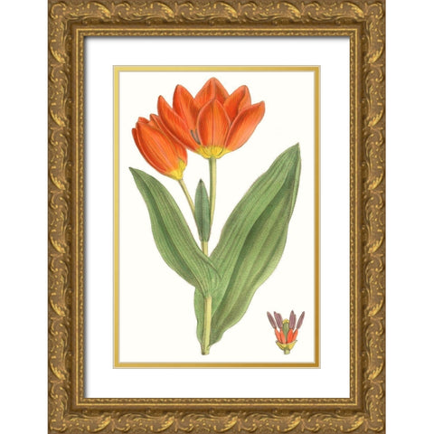 Curtis Tulips IX Gold Ornate Wood Framed Art Print with Double Matting by Curtis