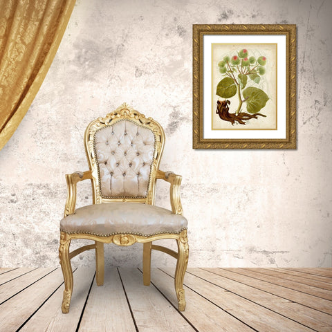 Horticultural Specimen V Gold Ornate Wood Framed Art Print with Double Matting by Unknown
