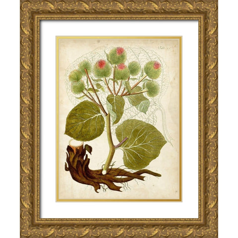Horticultural Specimen V Gold Ornate Wood Framed Art Print with Double Matting by Unknown