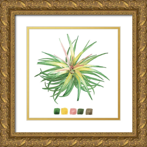 Air Plant Study IV Gold Ornate Wood Framed Art Print with Double Matting by Wang, Melissa