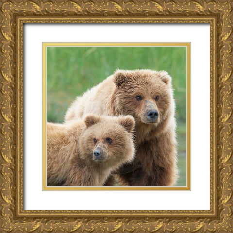 Bear Life III Gold Ornate Wood Framed Art Print with Double Matting by PHBurchett