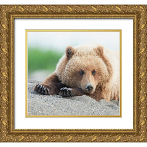 Bear Life IV Gold Ornate Wood Framed Art Print with Double Matting by PHBurchett