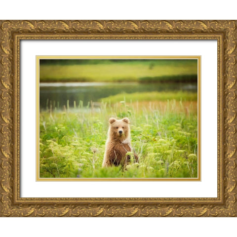 Bear Life VII Gold Ornate Wood Framed Art Print with Double Matting by PHBurchett