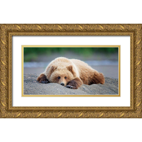 Bear Life X Gold Ornate Wood Framed Art Print with Double Matting by PHBurchett