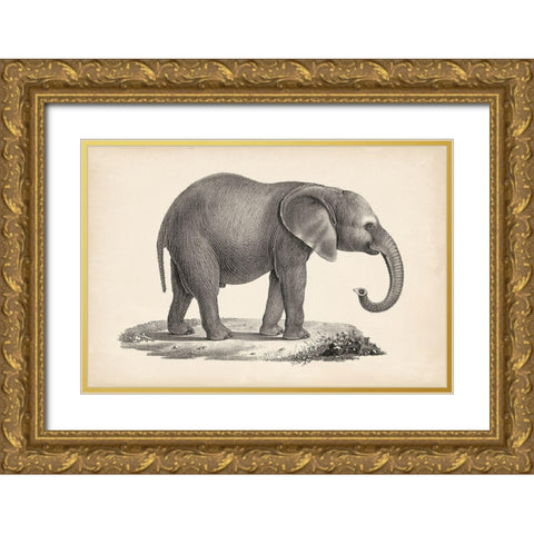 Brodtmann Young Elephant Gold Ornate Wood Framed Art Print with Double Matting by Brodtmann