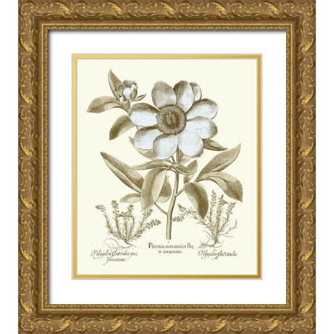 Spa Peonies I Gold Ornate Wood Framed Art Print with Double Matting by Besler, Basilius