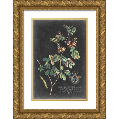 Dramatic Royal Botanical IV Gold Ornate Wood Framed Art Print with Double Matting by Ehret, George