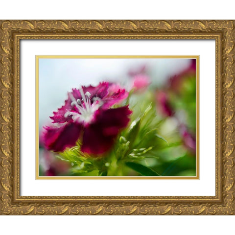 Glorious in Red I Gold Ornate Wood Framed Art Print with Double Matting by Hunt, Gillian