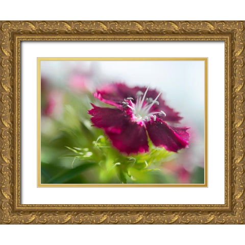 Glorious in Red II Gold Ornate Wood Framed Art Print with Double Matting by Hunt, Gillian