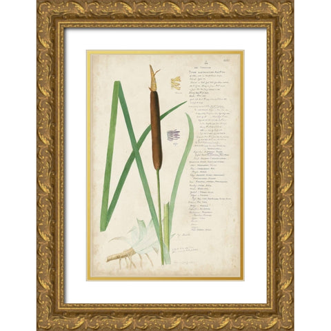 Descubes Botanical Grass II Gold Ornate Wood Framed Art Print with Double Matting by Descubes, A.
