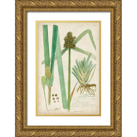 Descubes Botanical Grass III Gold Ornate Wood Framed Art Print with Double Matting by Descubes, A.