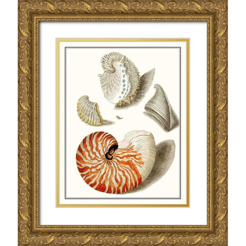 Collected Shells I Gold Ornate Wood Framed Art Print with Double Matting by Vision Studio