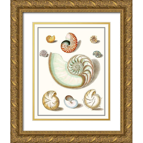 Collected Shells II Gold Ornate Wood Framed Art Print with Double Matting by Vision Studio