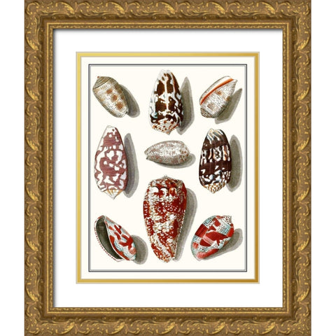 Collected Shells VI Gold Ornate Wood Framed Art Print with Double Matting by Vision Studio