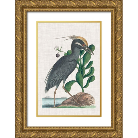 Catesby Heron I Gold Ornate Wood Framed Art Print with Double Matting by Catesby, Mark