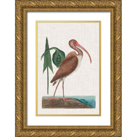 Catesby Heron V Gold Ornate Wood Framed Art Print with Double Matting by Catesby, Mark