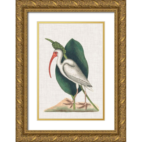 Catesby Heron VI Gold Ornate Wood Framed Art Print with Double Matting by Catesby, Mark