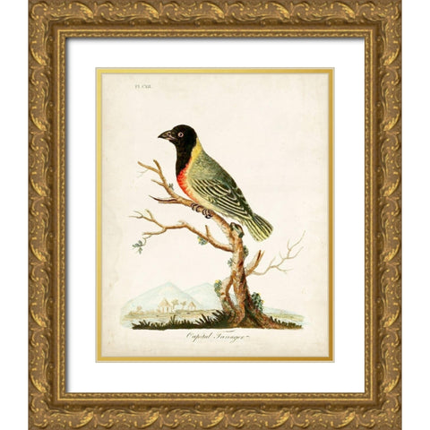 Capital Tanager Gold Ornate Wood Framed Art Print with Double Matting by Latham, John